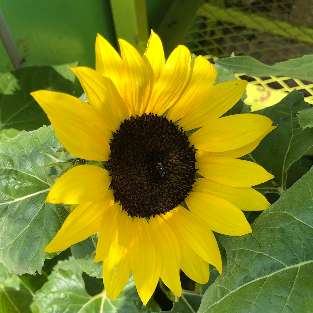 yellow sunflower with green leaves